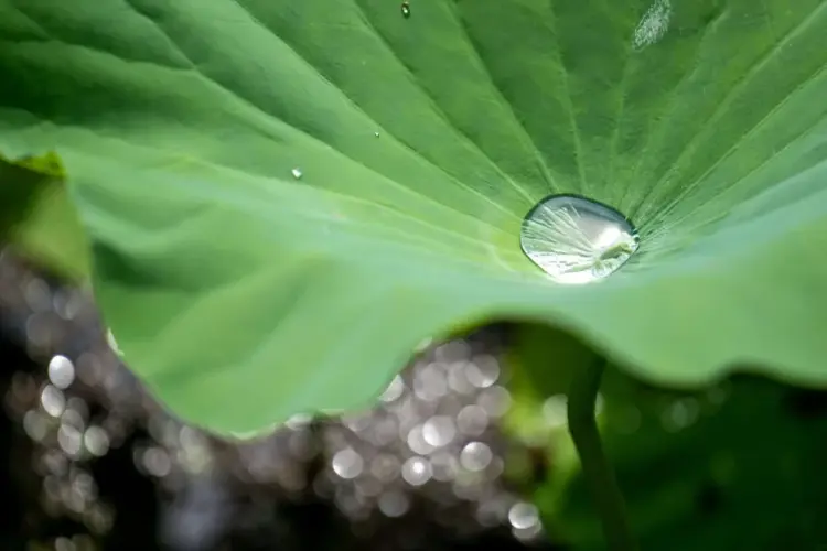 environmental compliance blog leaf photo cority